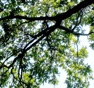 Tree with the cocatoo in it