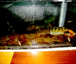 The Lobster Tank at the Boardwalk