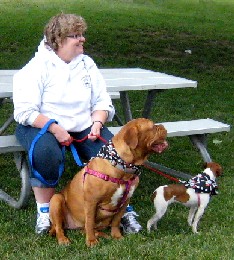 Dogs with pirate scarfs