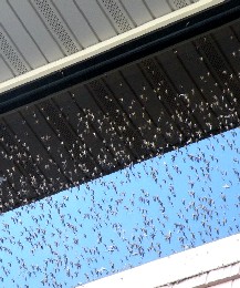 Fish flies on a window