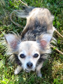 Grace the long-haired chihuahua