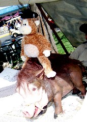 Flapjack riding Scrofia