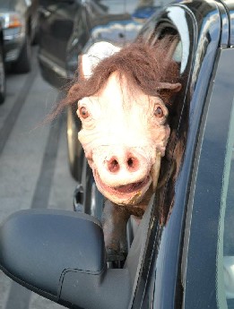 Scrofia traveling in style