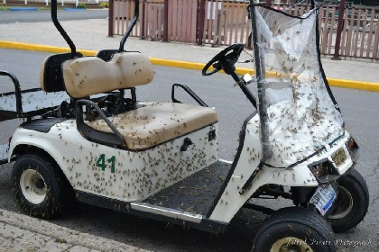 Fish Flies on a Golf Cart