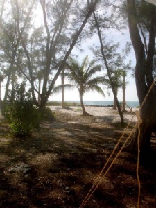 The Australian Pines on the beach