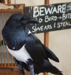 Orea the African Raven and sign