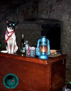 A dog on the bar in Ole Zach's Tavern