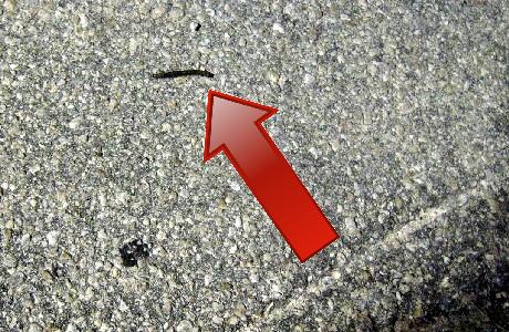 Millipede on ashphalt