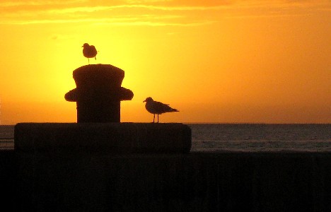 Gulls at sunset