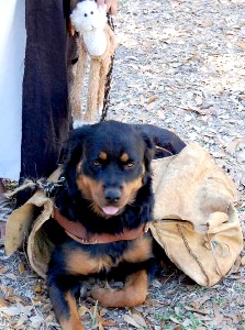 THE Wench's dogs in saddlebags