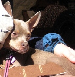 The nervous Chihuahua