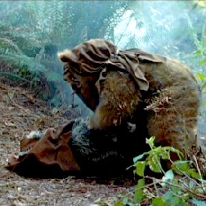 Bear crying over dead bear