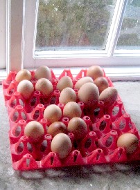 Pen Y Parc Eggs