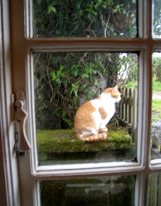 Cat Outside the Kitchen Window