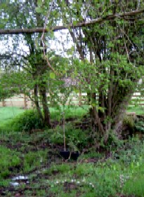 The Source of the Pen Y Parc Spring