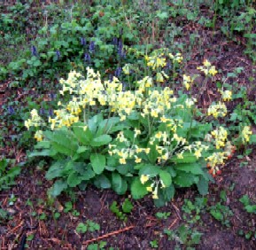 Shepherd's Purse and Something