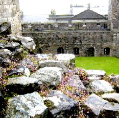Caenarfon Castle Wall Flowers