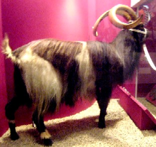 The Royal Fusiliers Regimental Goat Side