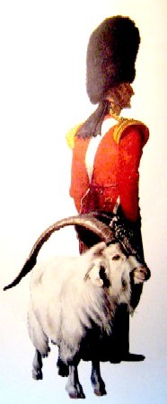 The Regimental Goat