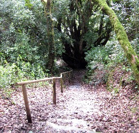 Path to the Ghost Garden 1