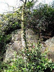 Portmeirion Path Back to Village 2