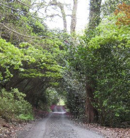 Portmeririon Covered Path